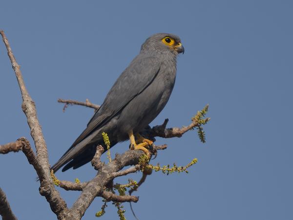 <h3><a href="/trips/gambia/biota/animalia/chordata/aves/018 falconiformes/001 falconidae/falco ardosiaceus/falco ardosiaceus-nl.html">Falco&nbsp;ardosiaceus</a> / Grey&nbsp;kestrel / Grijze&nbsp;torenvalk</h3>OM-1 Mark II met OLYMPUS M.150-400mm F4.5, 1/2500 sec  bij F5.0, ISO 200, afstand 23.7&nbsp;m